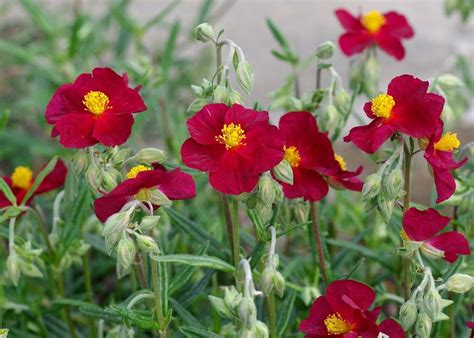 rock rose helianthemum nummularium.